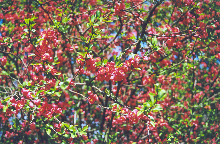 Common Flowering Quince (Chaenomeles speciosa) at Rainbow Gardens