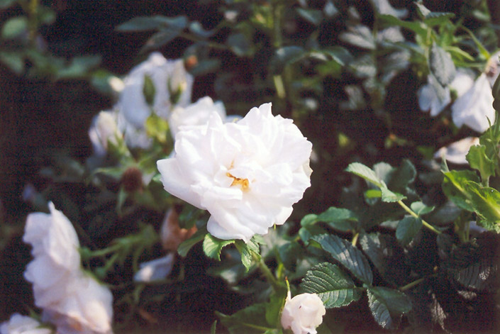 Blanc Double de Coubert Rose (Rosa 'Blanc Double de Coubert') at Rainbow Gardens