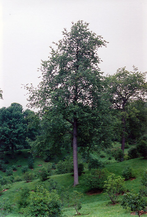 Black Cherry (Prunus serotina) at Rainbow Gardens