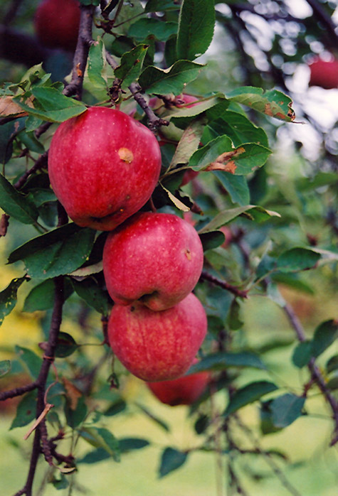 Braeburn Apple (Malus 'Braeburn') at Rainbow Gardens
