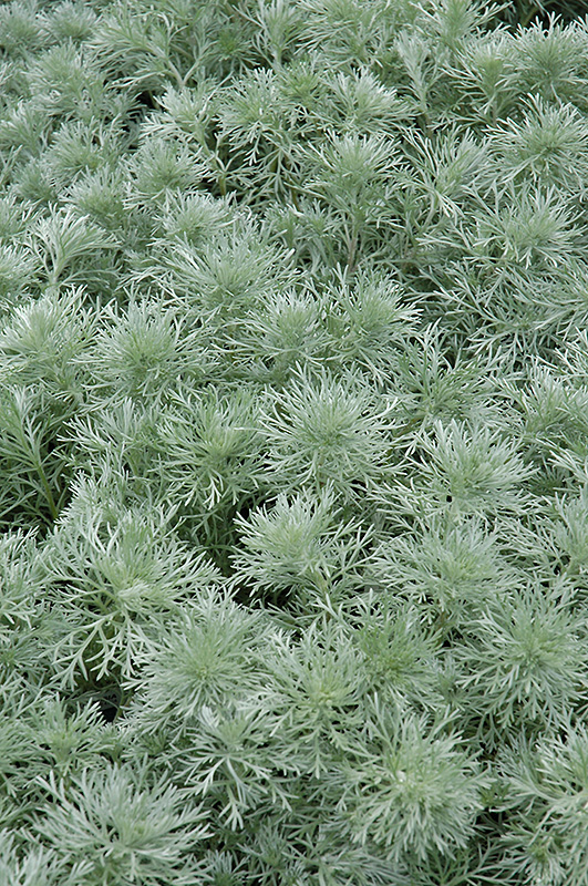 Silver Mound Artemesia (Artemisia schmidtiana 'Silver Mound') at Rainbow Gardens