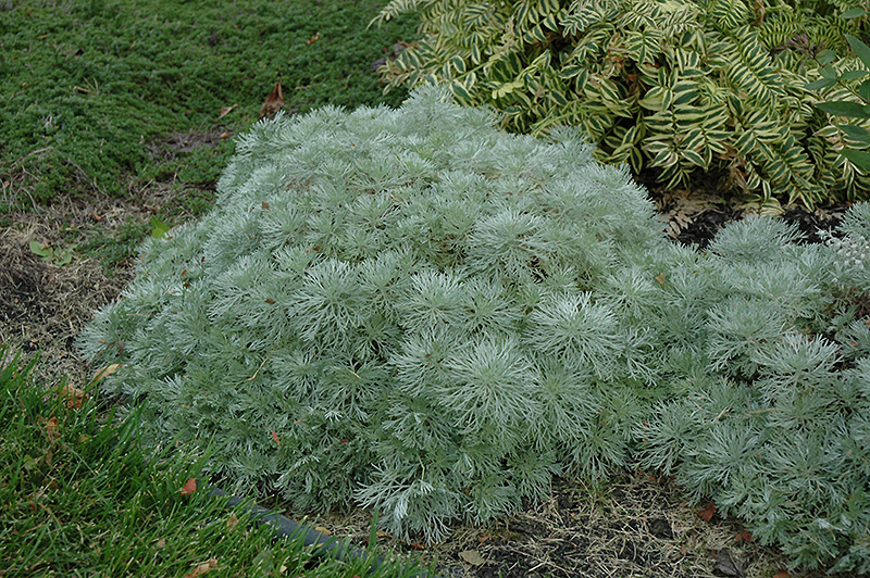 Silver Mound Artemesia (Artemisia schmidtiana 'Silver Mound') at Rainbow Gardens