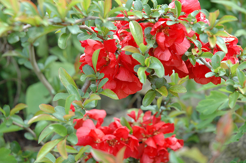 Texas Scarlet Flowering Quince (Chaenomeles speciosa 'Texas Scarlet') at Rainbow Gardens