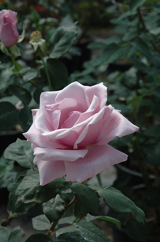 Sterling Silver Rose (Rosa 'Sterling Silver') at Rainbow Gardens