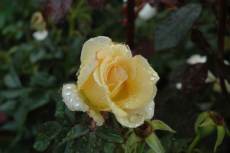 Centennial Rose (Rosa 'BAIcent') at Rainbow Gardens