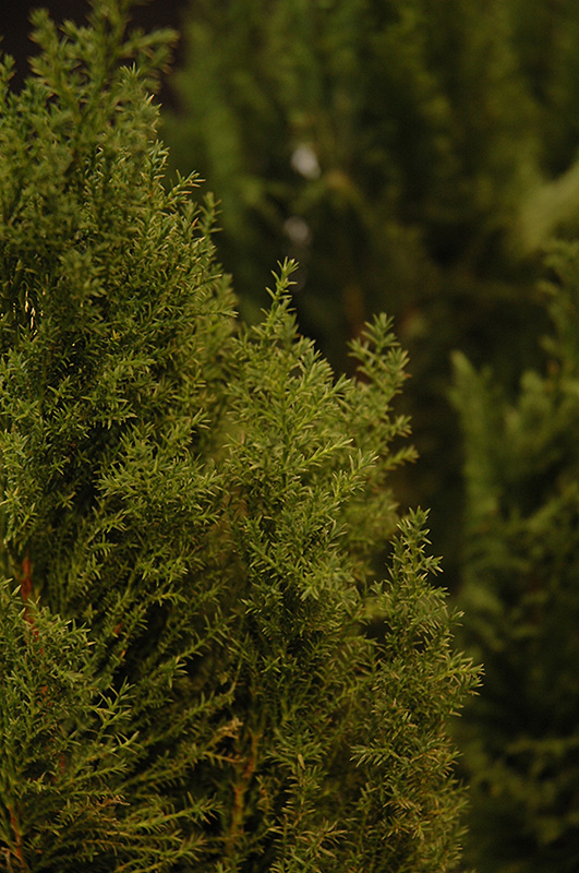 Leyland Cypress (Cupressocyparis x leylandii 'Relax') at Rainbow Gardens