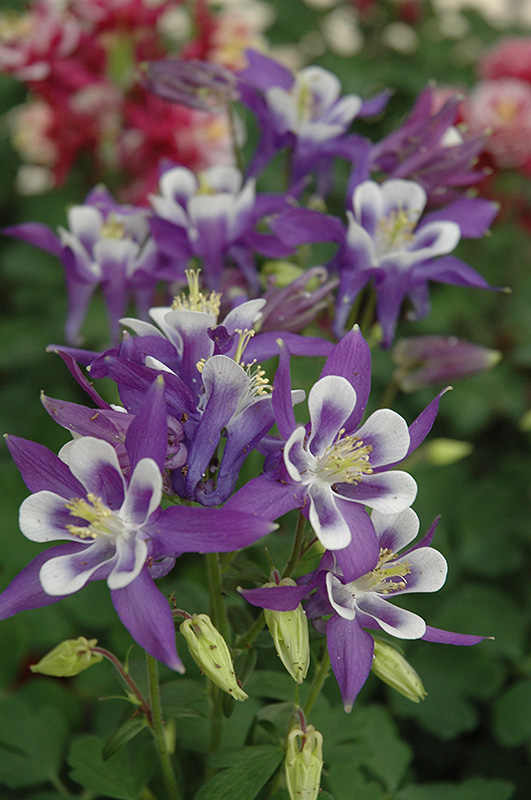 Winky Blue And White Columbine (Aquilegia 'Winky Blue And White') at Rainbow Gardens