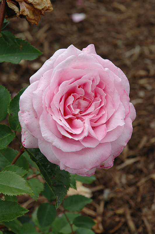 Belinda's Dream Rose (Rosa 'Belinda's Dream') at Rainbow Gardens