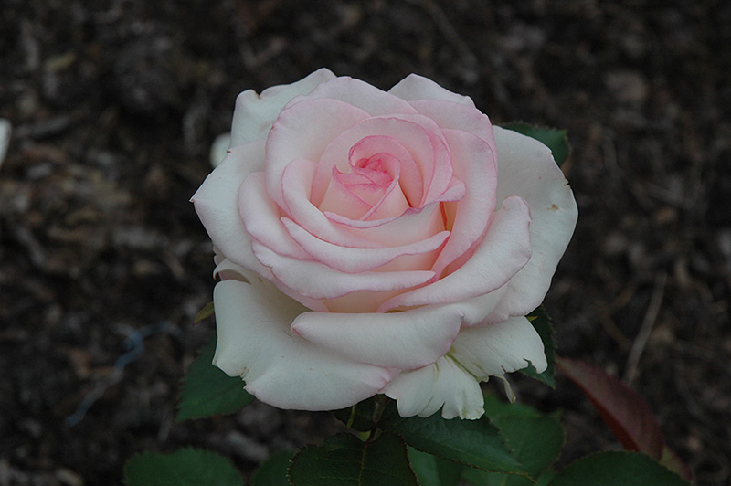 Moonstone Rose (Rosa 'Moonstone') at Rainbow Gardens
