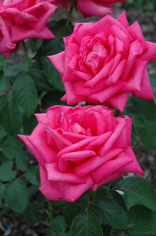 Miss All American Beauty Rose (Rosa 'Miss All American Beauty') at Rainbow Gardens