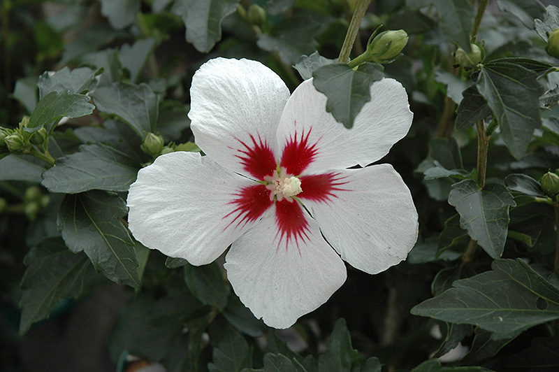 Lil' Kim Rose of Sharon (Hibiscus syriacus 'Antong Two') at Rainbow Gardens