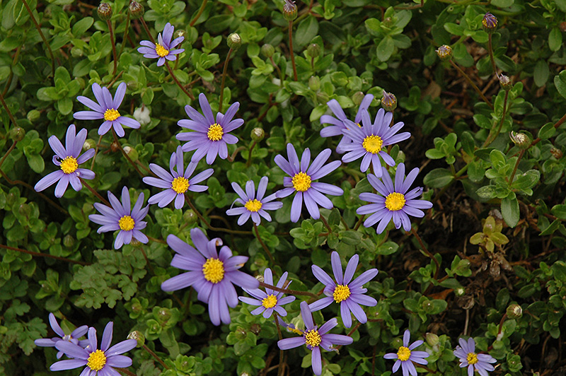 blue daisy flower