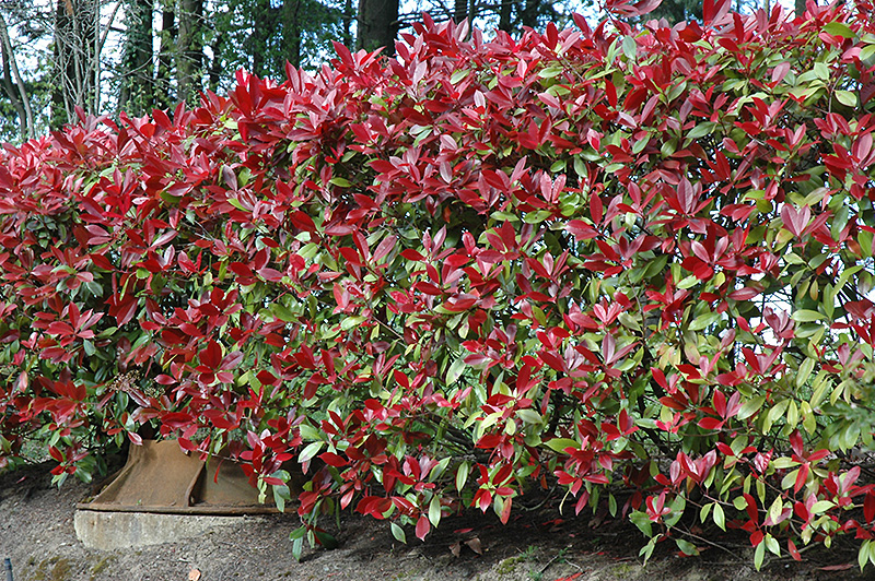 Red Robin Photinia (Photinia x fraseri 'Red Robin') at Rainbow Gardens