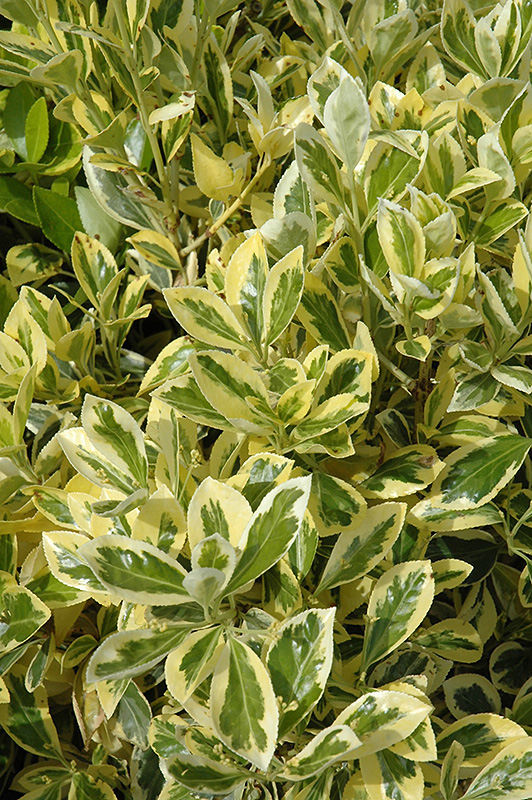 Silver King Euonymus (Euonymus japonicus 'Silver King') at Rainbow Gardens