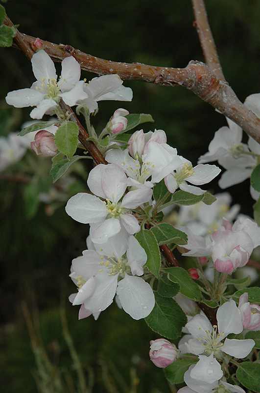 Pink Lady Apple (Malus 'Pink Lady') at Rainbow Gardens