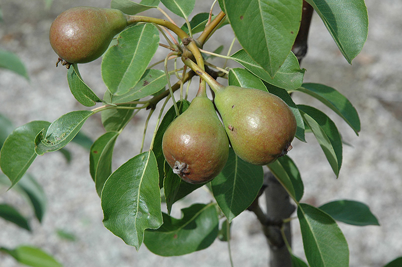 Moonglow Pear (Pyrus communis 'Moonglow') at Rainbow Gardens