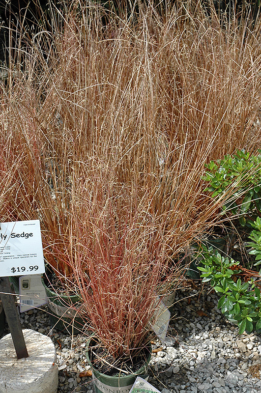 Leatherleaf Sedge (Carex buchananii) at Rainbow Gardens