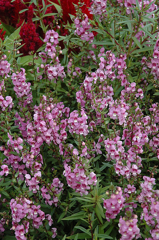 Serena Lavender Pink Angelonia (Angelonia angustifolia 'Serena Lavender Pink') at Rainbow Gardens