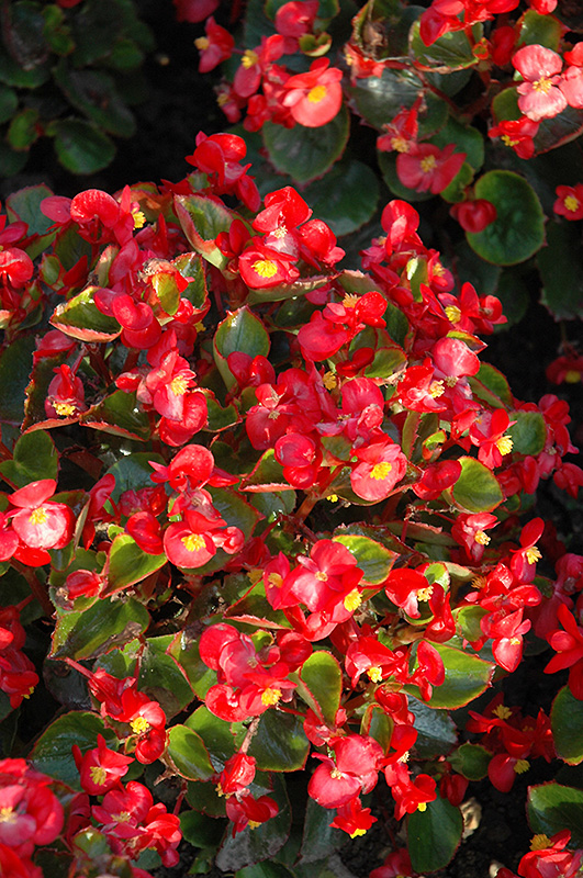 Yang Red Begonia (Begonia 'Yang Red') at Rainbow Gardens
