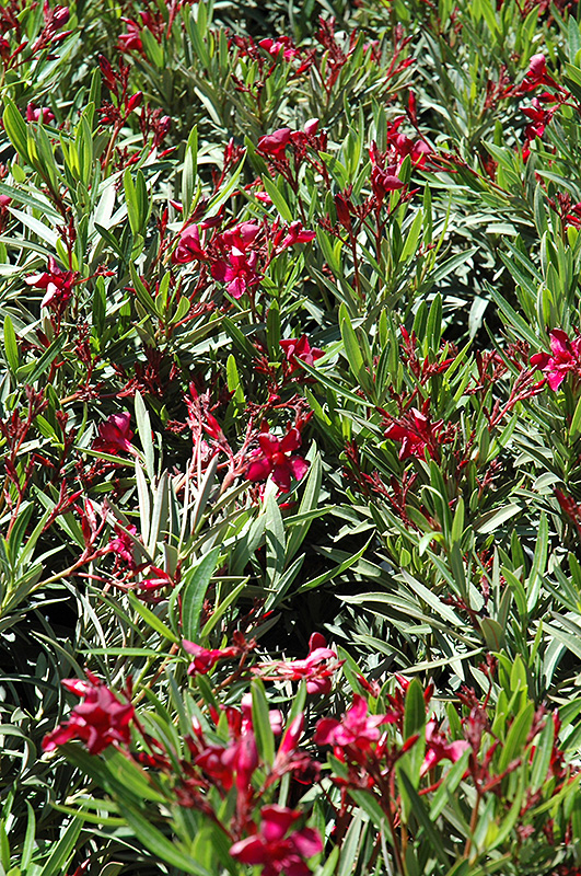 Dwarf Red Oleander (Nerium oleander 'Dwarf Red') at Rainbow Gardens