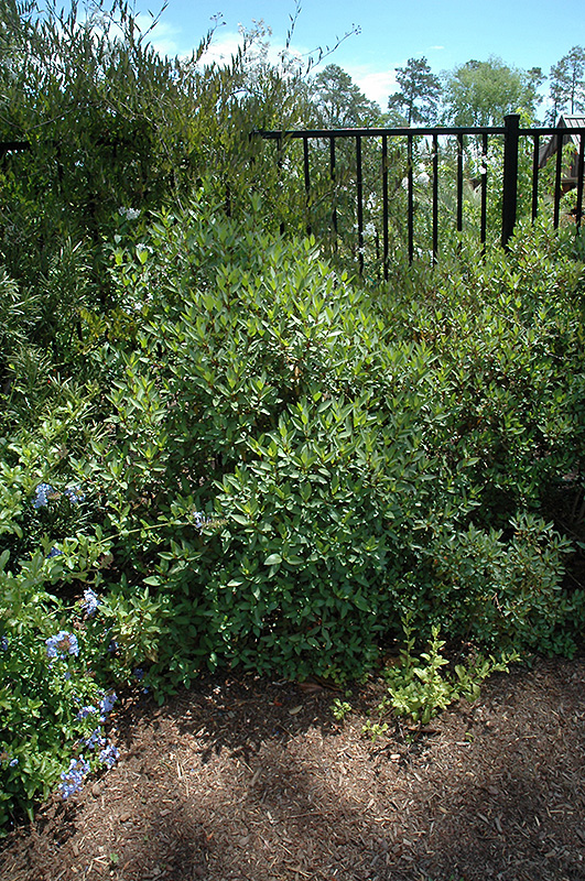 Thryallis (Galphimia glauca) at Rainbow Gardens