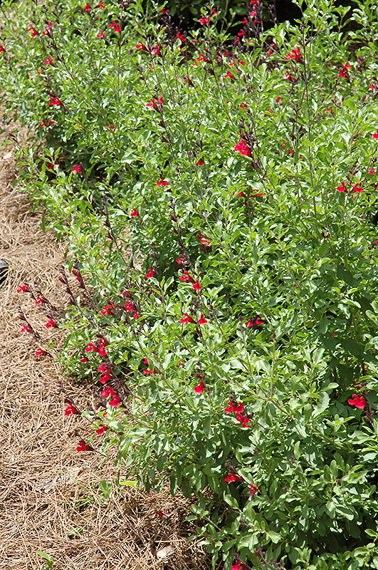 Furman's Red Texas Sage (Salvia greggii 'Furman's Red') at Rainbow Gardens