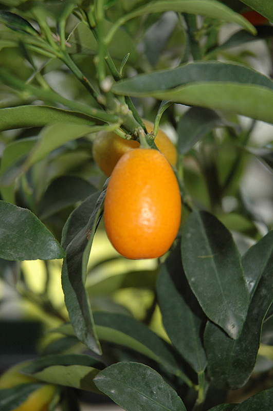 Nagami Kumquat (Citrus japonica 'Nagami') at Rainbow Gardens
