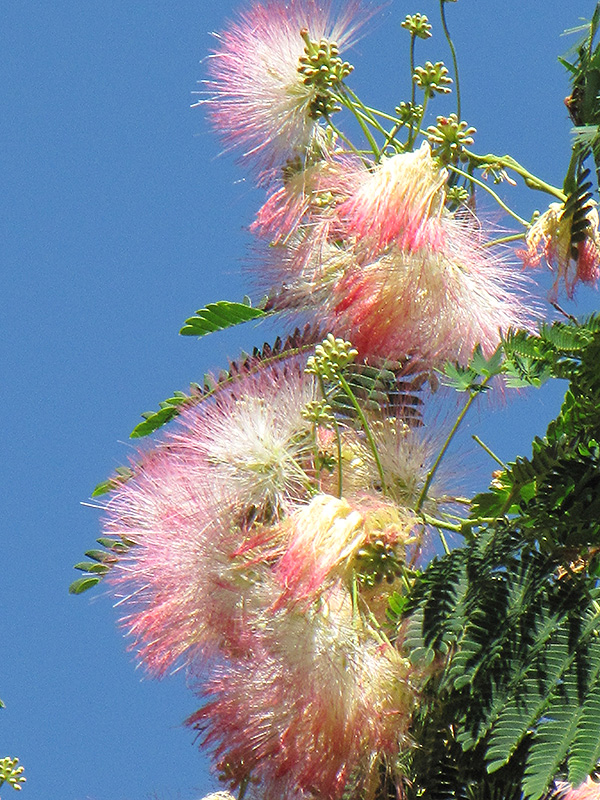 Mimosa (Albizia julibrissin) at Rainbow Gardens