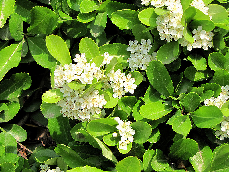 Image of Japanese euonymus plant in flower