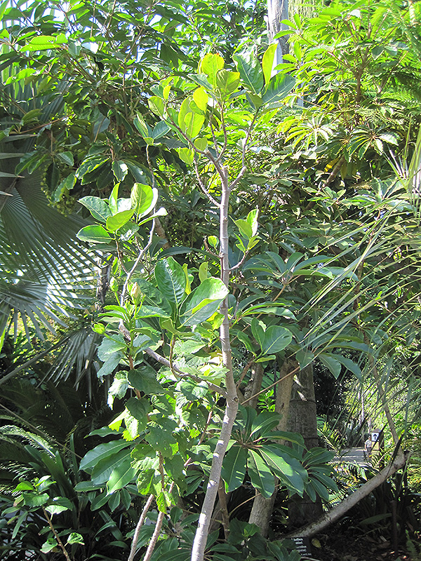 Jackfruit (Artocarpus heterophyllus) at Rainbow Gardens