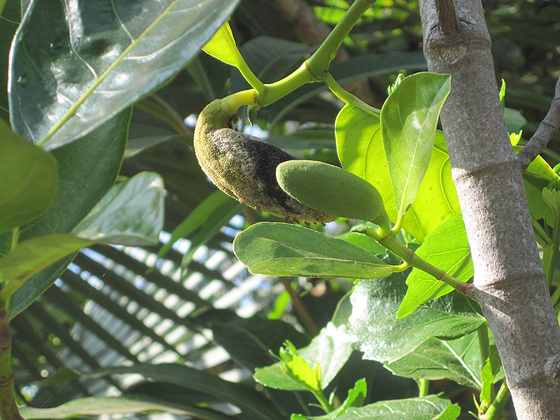 Jackfruit (Artocarpus heterophyllus) at Rainbow Gardens