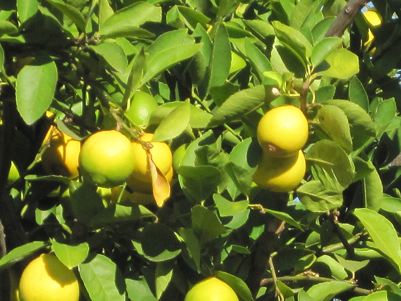 Persian Lime (Citrus x latifolia) at Rainbow Gardens