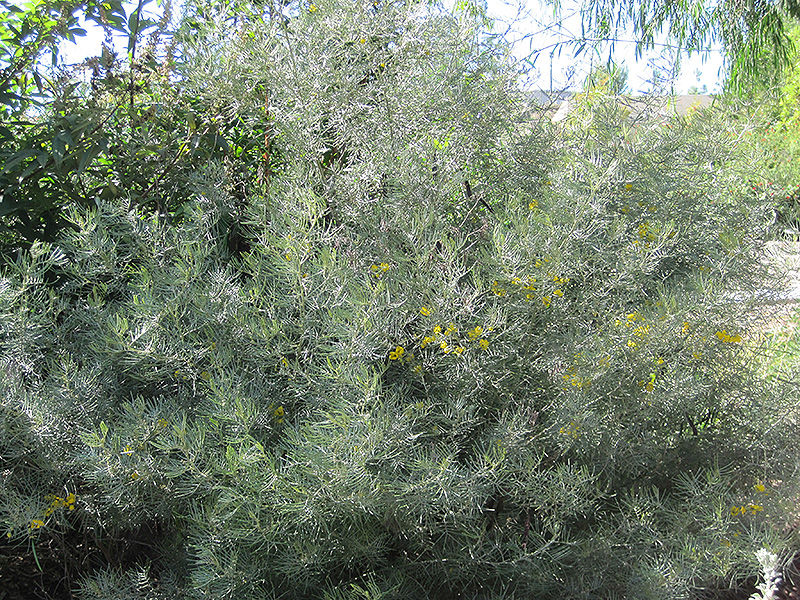 Feathery Cassia (Senna artemisioides) at Rainbow Gardens