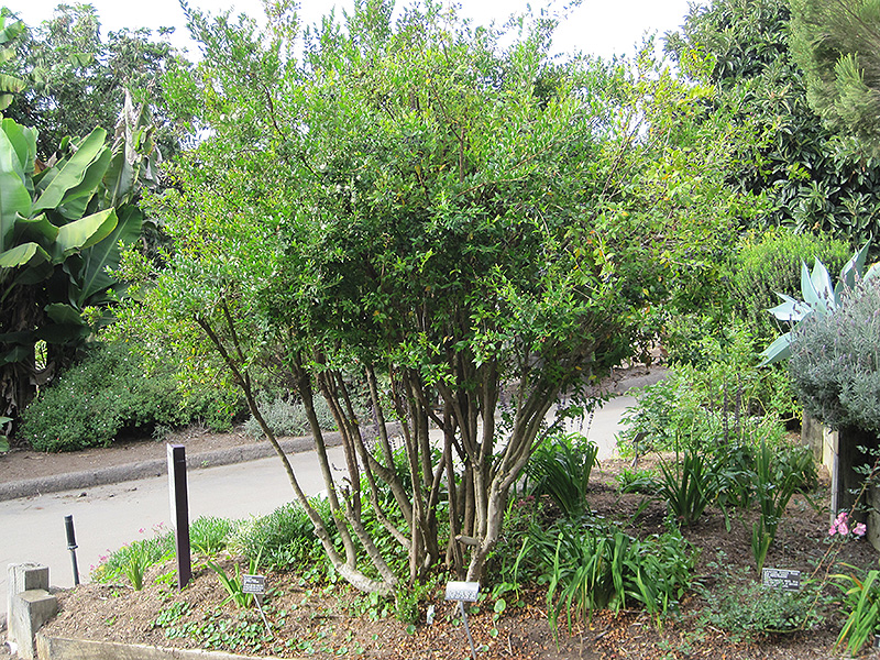 Myrtle (Myrtus communis) at Rainbow Gardens