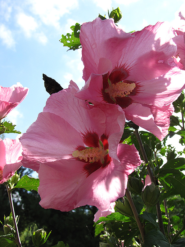 Pink Giant Rose of Sharon (Hibiscus syriacus 'Pink Giant') at Rainbow Gardens