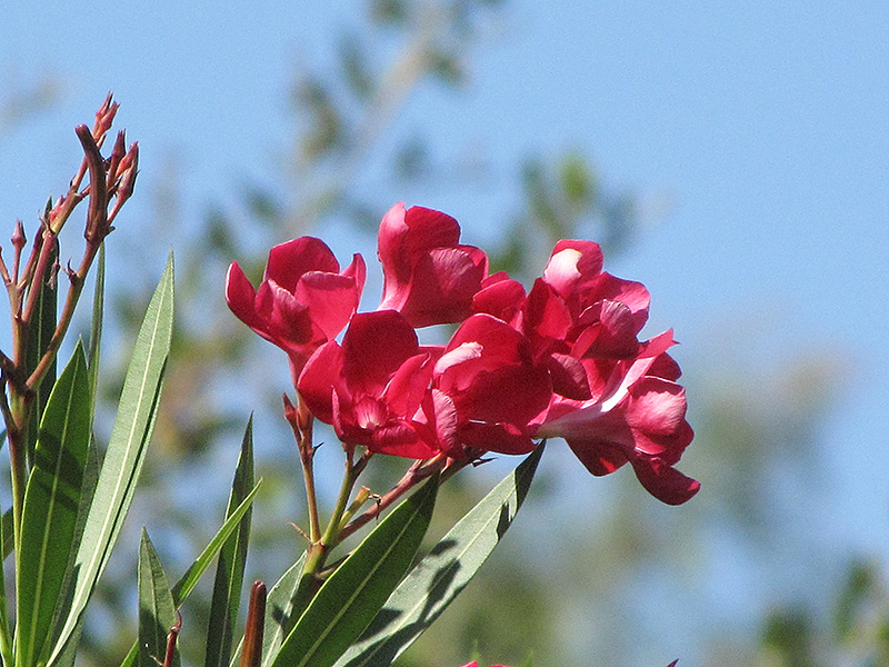Hardy Red Oleander (Nerium oleander 'Hardy Red') at Rainbow Gardens
