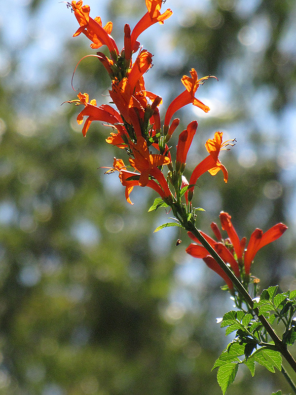 Red Cape Honeysuckle (Tecoma capensis) at Rainbow Gardens