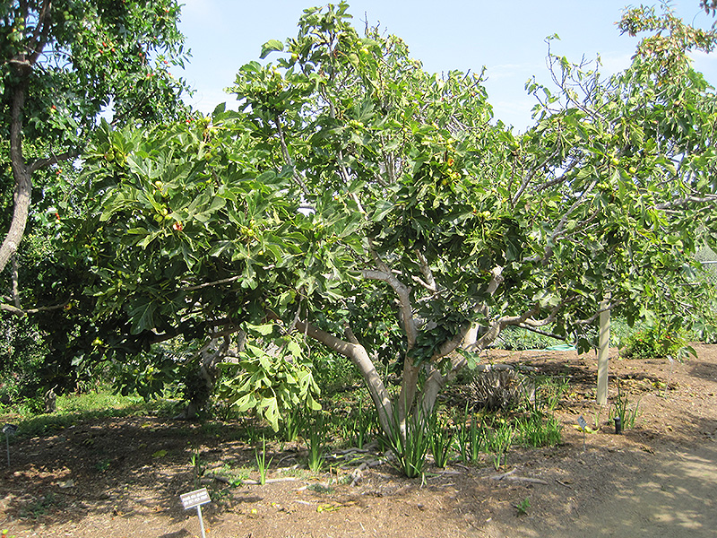 Panache Fig (Ficus carica 'Panache') in San Antonio, Texas (TX) at ...