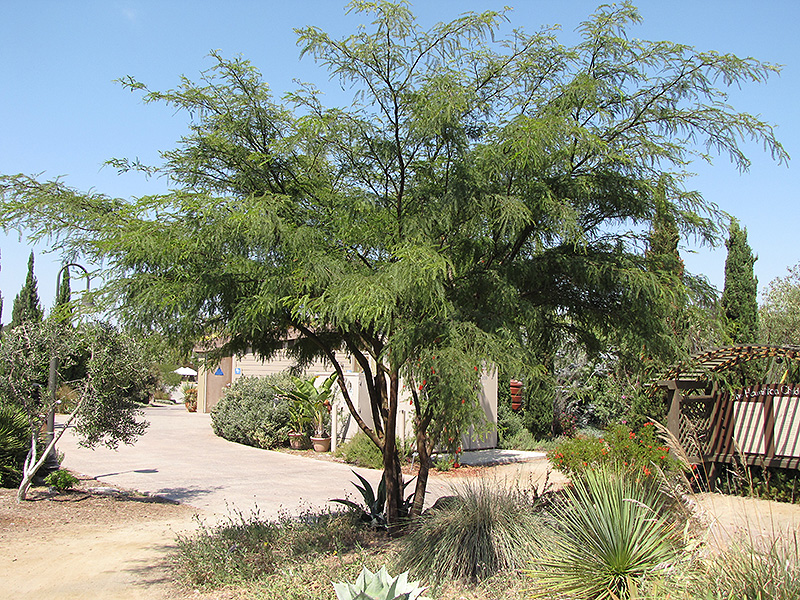 Thornless Chilean Mesquite Prosopis Chilensis Thornless In San