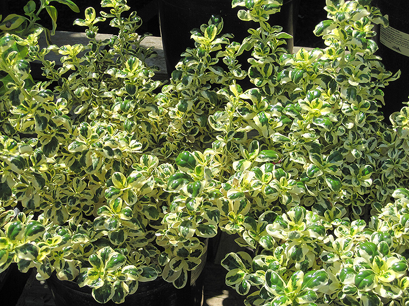 Marble Queen Coprosma (Coprosma repens 'Marble Queen') in San Antonio ...