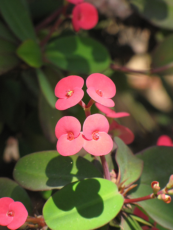 Crown of Thorns (Euphorbia milii): Care & Grow Guide