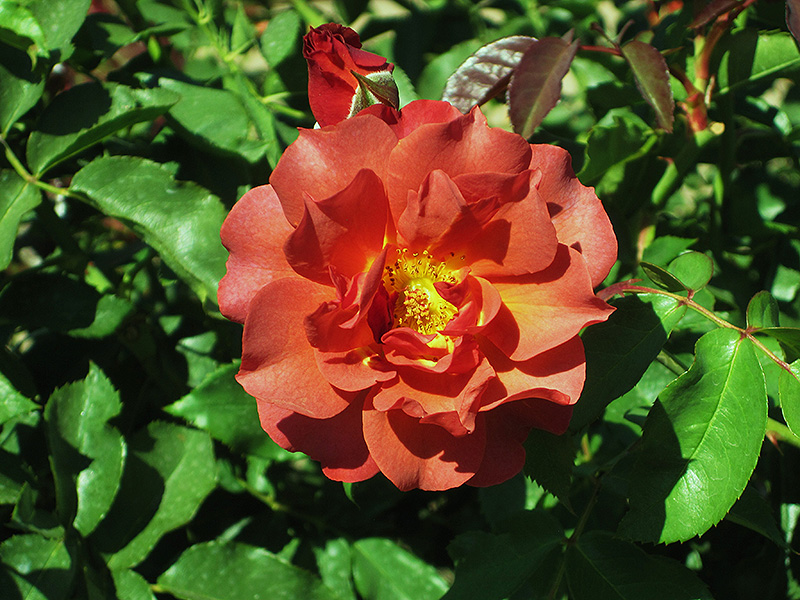 Cinco de Mayo Rose (Rosa 'Cinco de Mayo') at Rainbow Gardens
