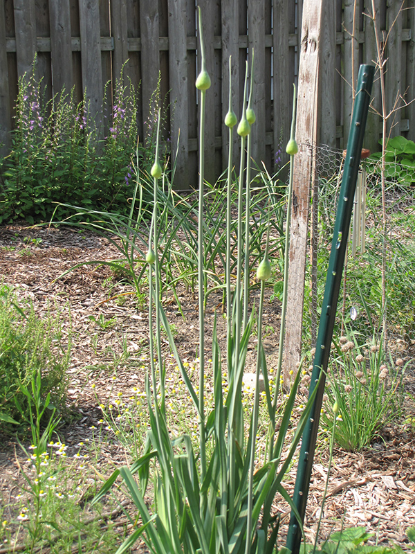 Garlic (Allium sativum) at Rainbow Gardens