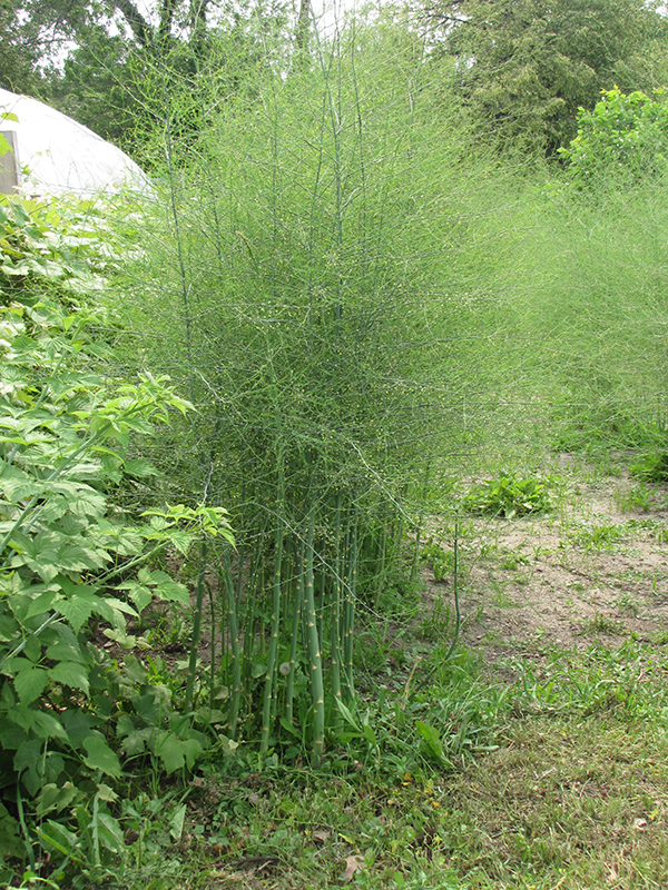 Asparagus officinalis) in San Antonio, Texas (TX) at Gardens