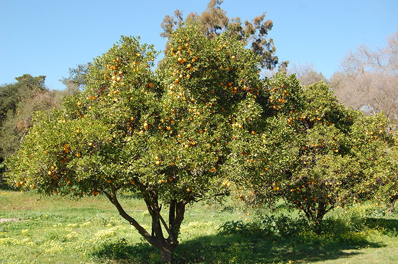 Washington Navel Orange (Citrus sinensis 'Washington Navel') at Rainbow Gardens