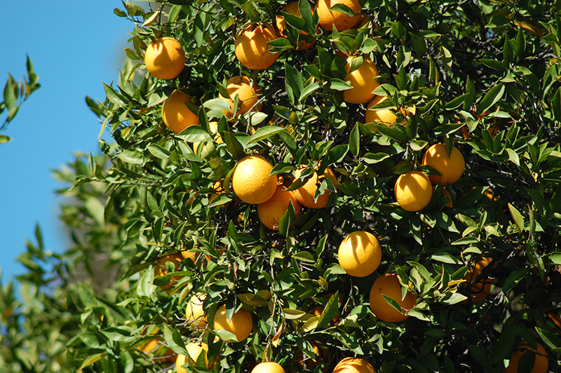 Washington Navel Orange (Citrus sinensis 'Washington Navel') at Rainbow Gardens