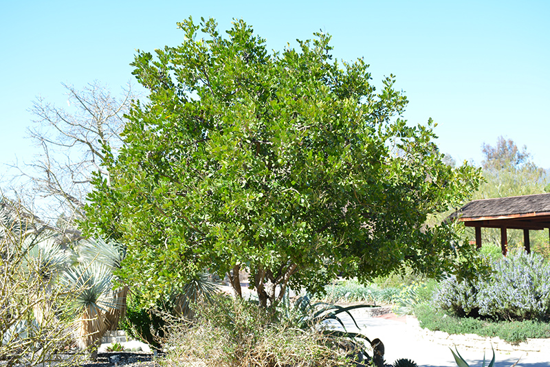 Texas Mountain Laurel (Dermatophyllum secundiflorum) at Rainbow Gardens