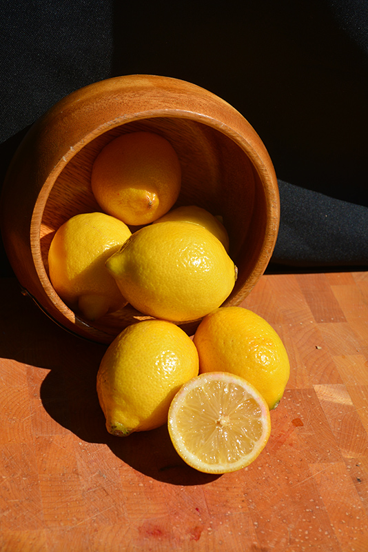 Improved Meyer Lemon (Citrus x meyeri 'Meyer Improved') at Rainbow Gardens