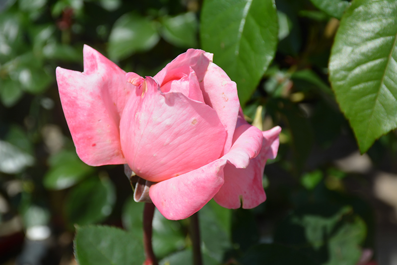 Sweet Mademoiselle Rose (Rosa 'MEInostair') at Rainbow Gardens