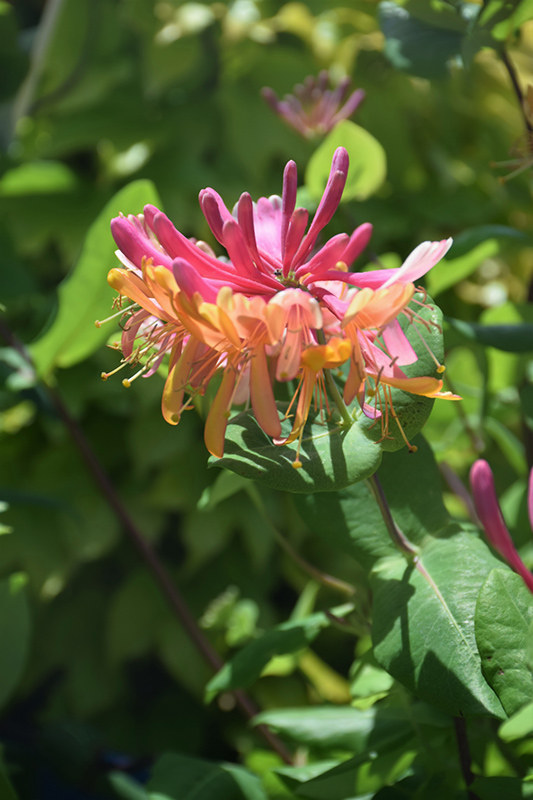 Goldflame Honeysuckle (Lonicera x heckrottii) in San Antonio, Texas (TX ...